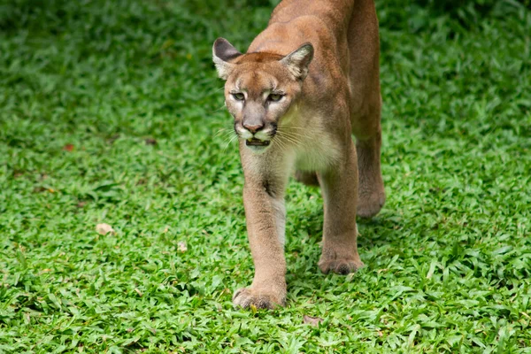 Puma or Cougar — Stock Photo, Image