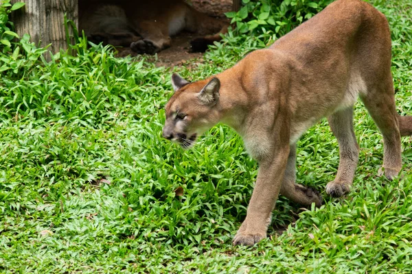 Puma or Cougar — Stock Photo, Image