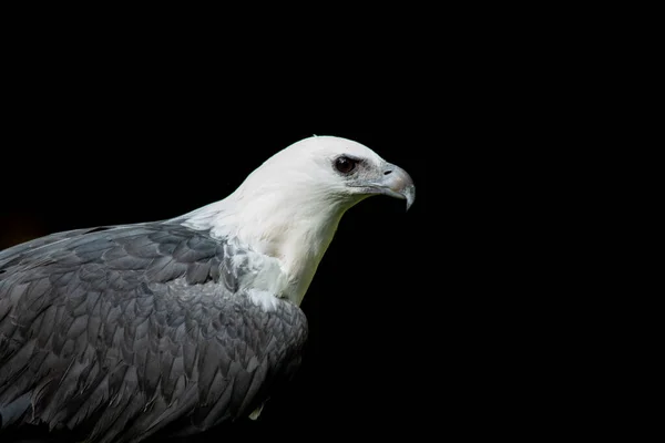 White-bellied zee-eagle — Stockfoto