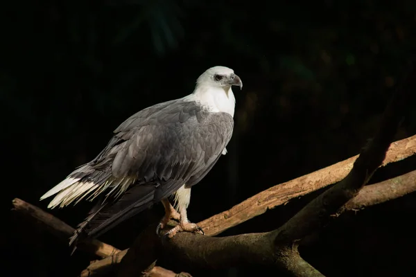 Águila de mar de vientre blanco — Foto de Stock