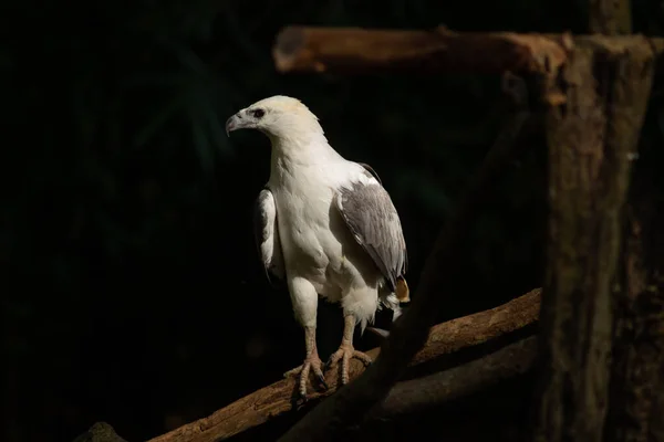 Белобрюхий орлан — стоковое фото