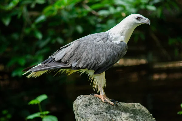 Aquila di mare dal ventre bianco — Foto Stock