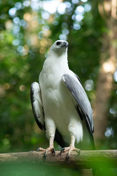 Águila de mar de vientre blanco — Foto de Stock