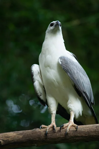 Águila de mar de vientre blanco — Foto de Stock