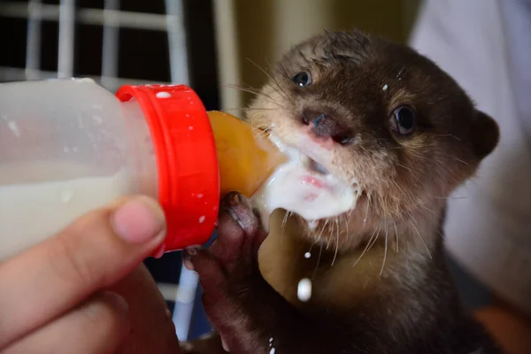 Baby otter — Stock Photo, Image