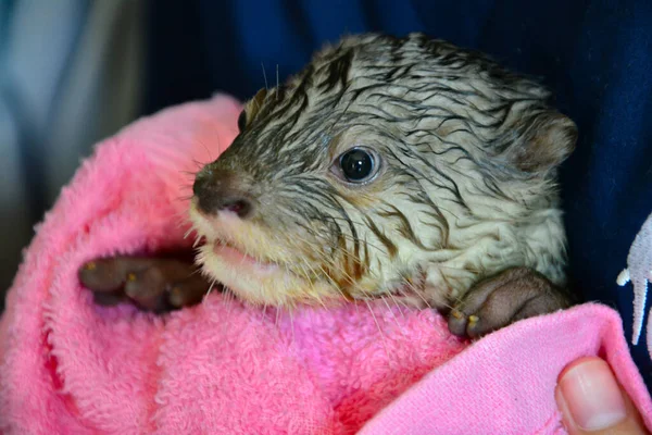Baby otter — Stockfoto