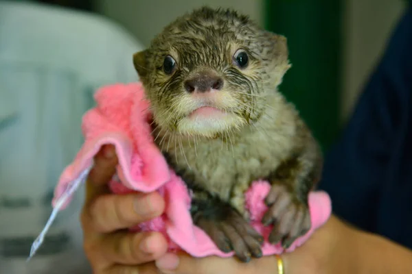 Un Bébé Loutre Est Allongé Sur Un Fond Noir.