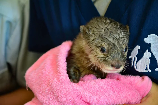 Bebek otter