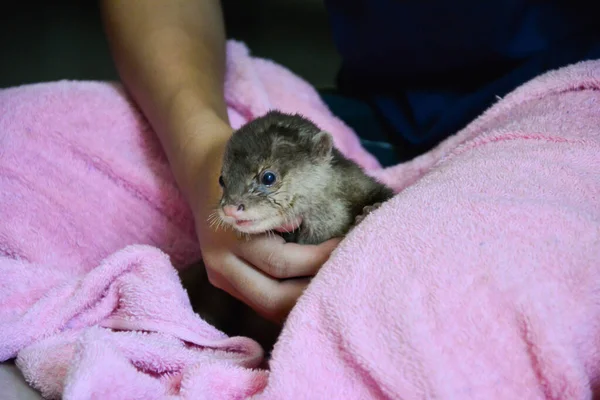 Baby otter — Stockfoto