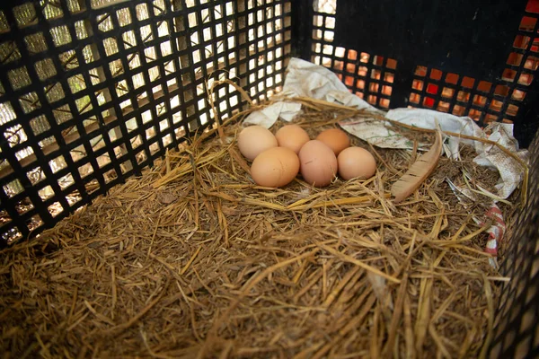 Œufs de poulet — Photo