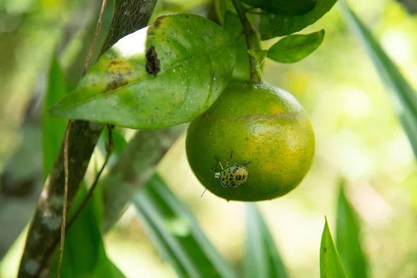 Sinaasappels op de boom — Stockfoto