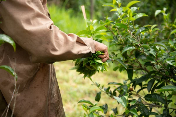 Harvesting tea leaves — Stock Photo, Image