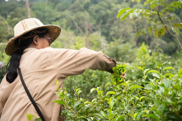 Harvesting tea leaves