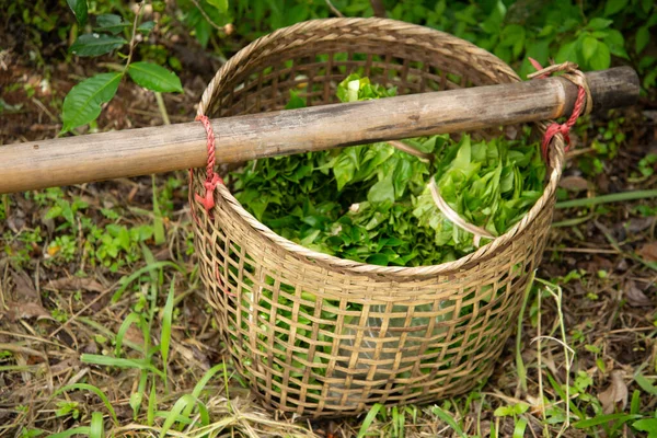 Foglie di tè nel cestino — Foto Stock