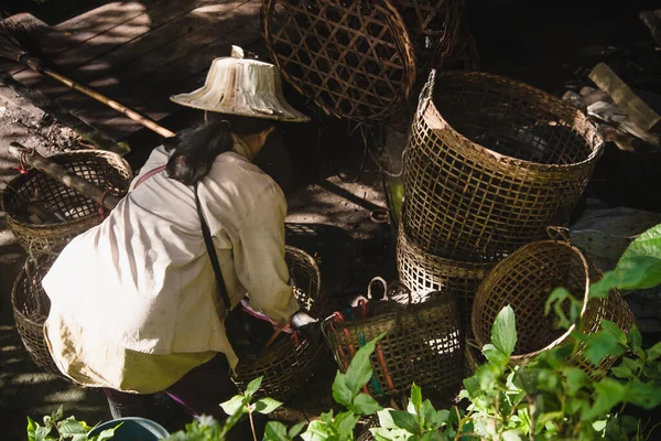 葉茶の収穫 — ストック写真