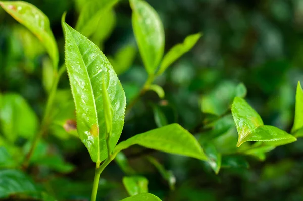 Збору чайного листя — стокове фото