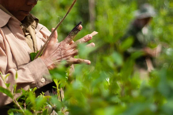 Cosecha de hojas de té — Foto de Stock