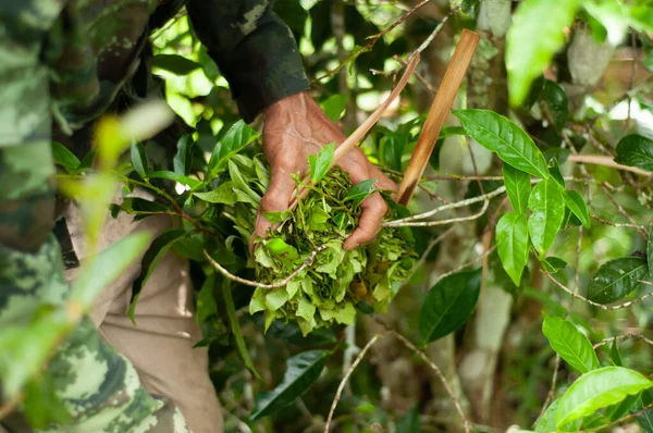 Cosecha de hojas de té — Foto de Stock