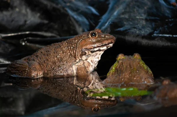 Kikkerhouderij — Stockfoto