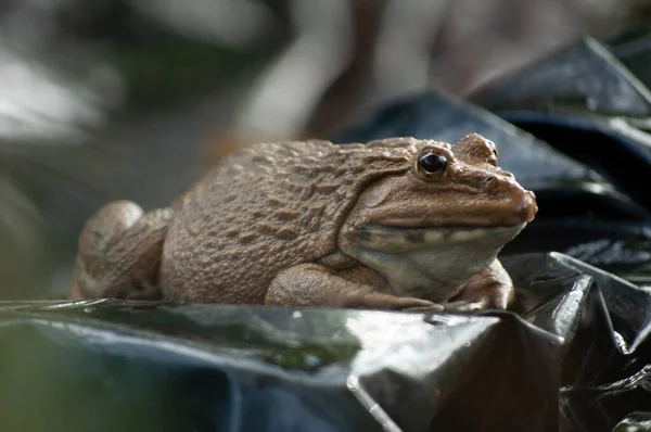 青蛙养殖 — 图库照片