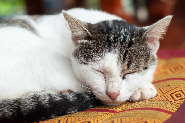 Gato perezoso — Foto de Stock