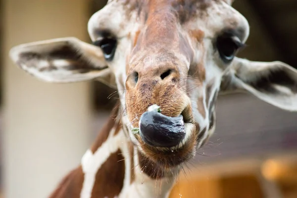 Cuando las jirafas usan sus labios y lengua para comer . — Foto de Stock