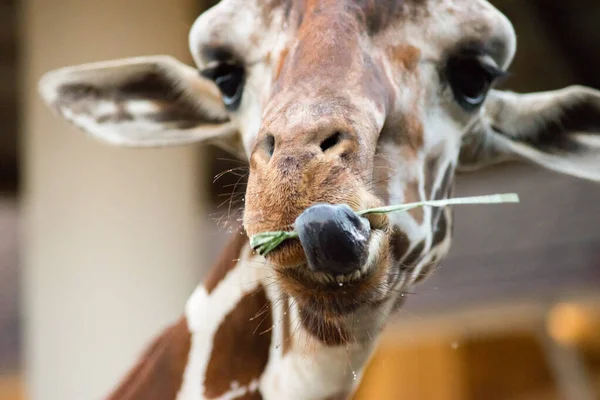 Quand les girafes utilisent leurs lèvres et leur langue pour manger . — Photo