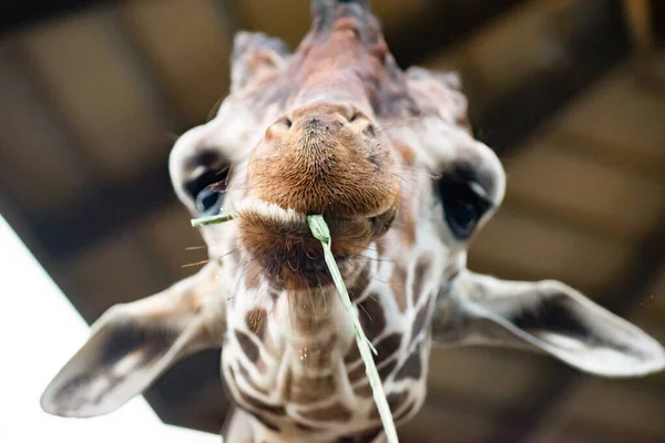 Cuando las jirafas usan sus labios y lengua para comer . — Foto de Stock
