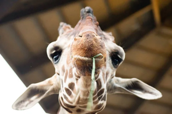 Quand les girafes utilisent leurs lèvres et leur langue pour manger . — Photo