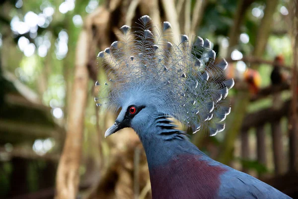 Pigeon couronné Victoria — Photo