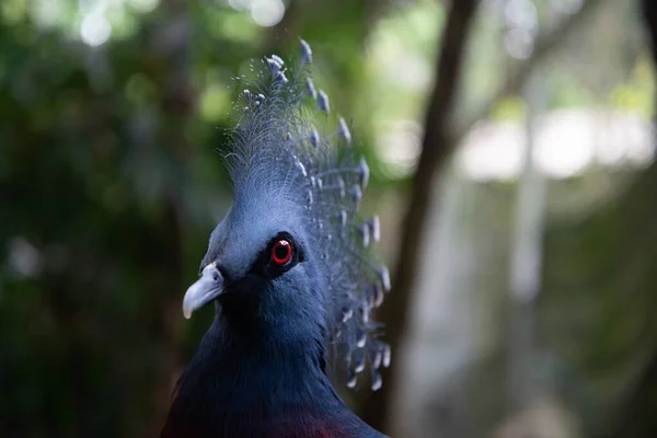 Pigeon couronné Victoria — Photo