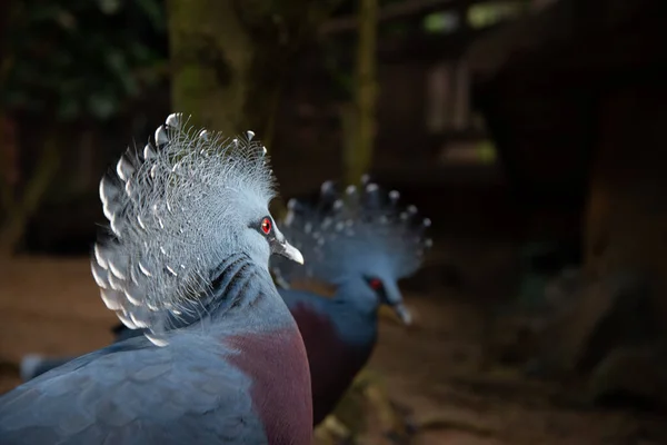 Pigeon couronné Victoria — Photo