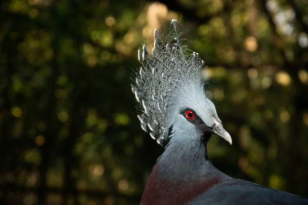 Victoria crowned pigeon — Stock Photo, Image