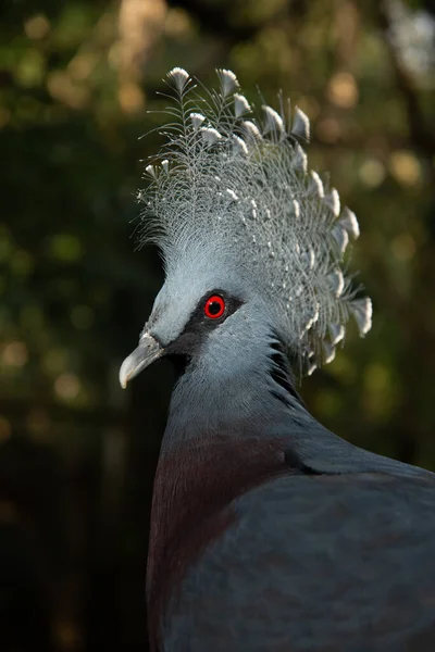 Victoria gekrönte Taube — Stockfoto