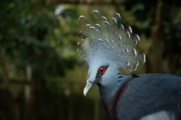 Victoria piccione incoronato — Foto Stock