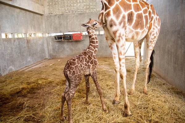 Baby giraffe is giving birth on the land