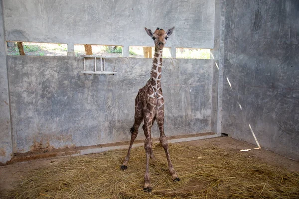 Baby giraffe is giving birth on the land