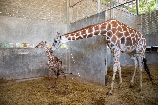 Baby giraffe is giving birth on the land