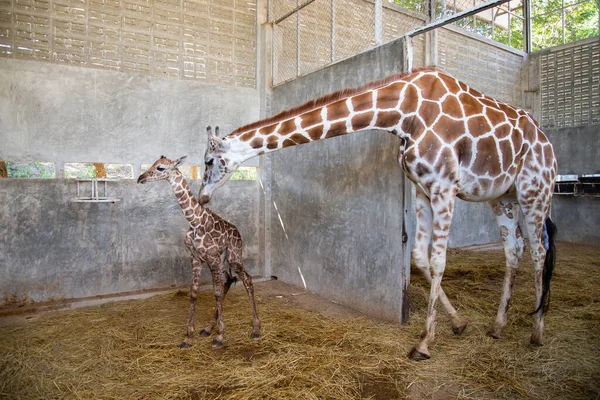 Baby giraffe is giving birth on the land