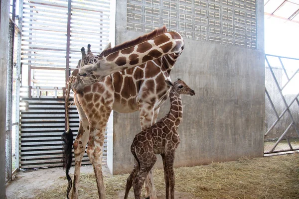 Baby giraffe is giving birth on the land