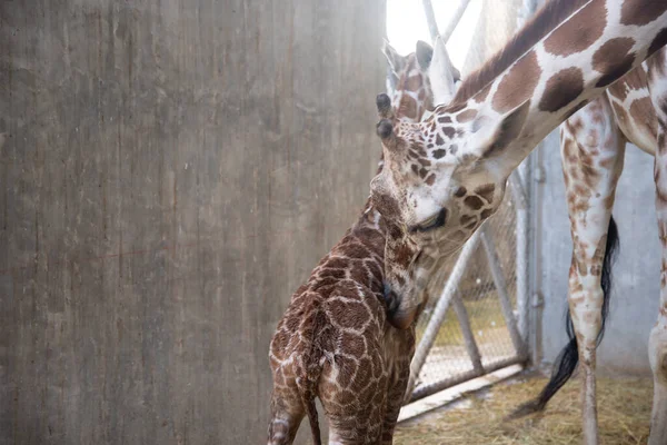 Baby giraffe is giving birth on the land