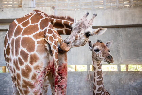 Baby giraffe is giving birth on the land