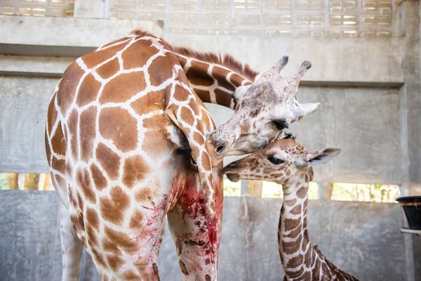 Baby giraffe is giving birth on the land
