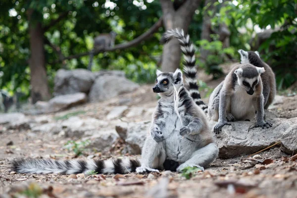 Lémurien et leur bébé — Photo