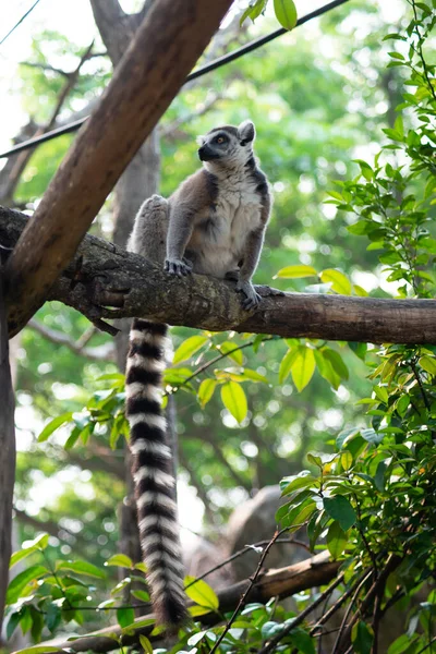 Lemur e seu bebê — Fotografia de Stock
