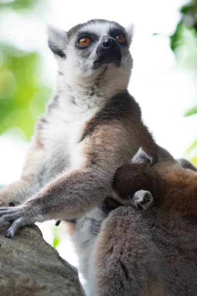 Lémurien et leur bébé — Photo