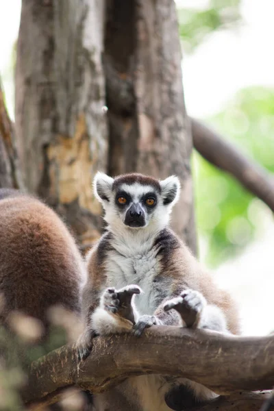 Lemur och deras barn — Stockfoto