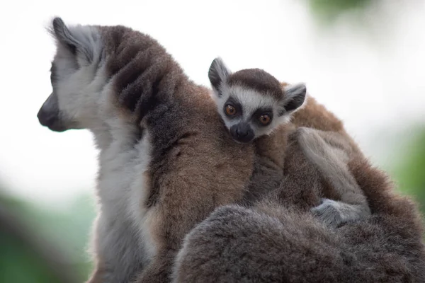 Lemur e seu bebê — Fotografia de Stock