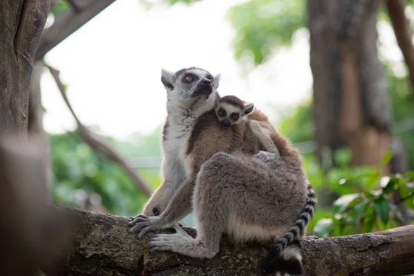 Lemur e seu bebê — Fotografia de Stock