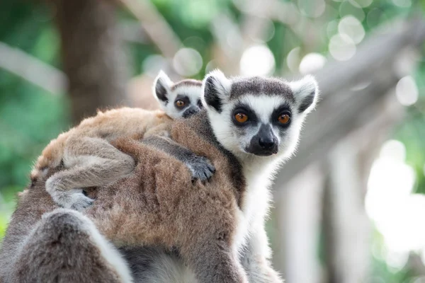 Lémurien et leur bébé — Photo